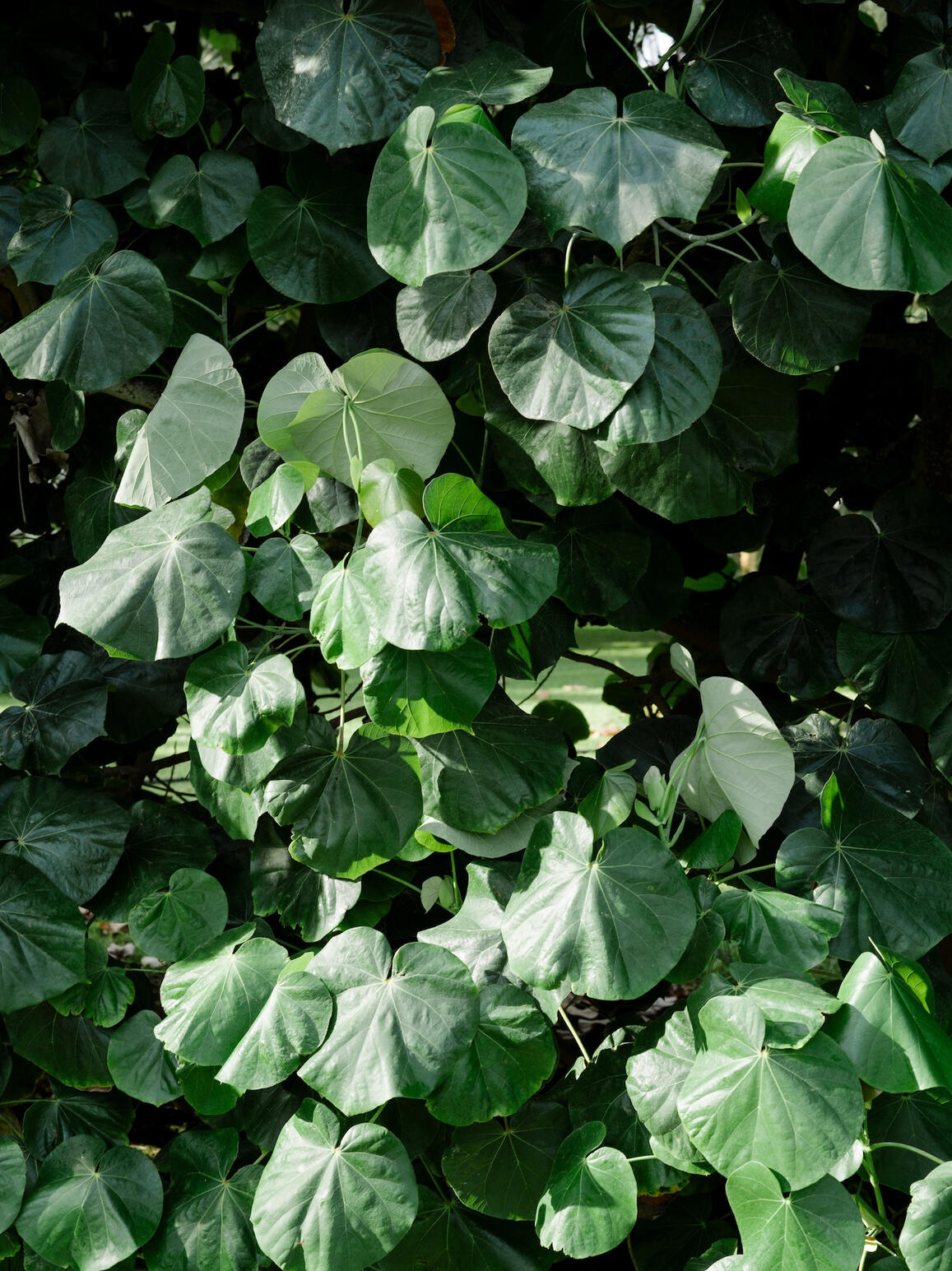 Photo : Raul Guillermo