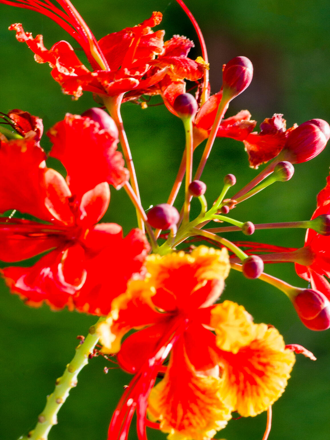 Photo : Raul Guillermo